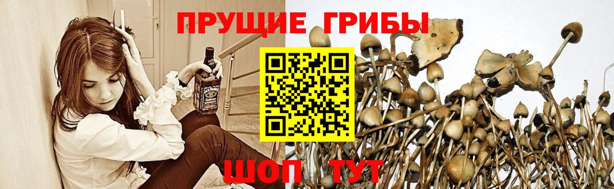 Урус-Мартан  Псилоцибиновые грибы MAGIC MUSHROOMS  Вход с VPN 